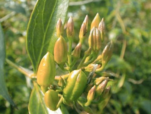 一,牵机毒:也称牵机药,就是中药马钱子.