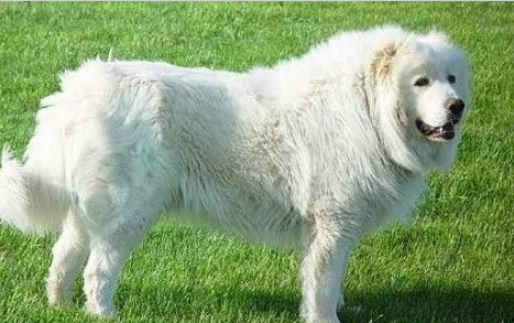四种下雪就找不到的狗狗 大白熊犬很搞笑 图四肯定不认识
