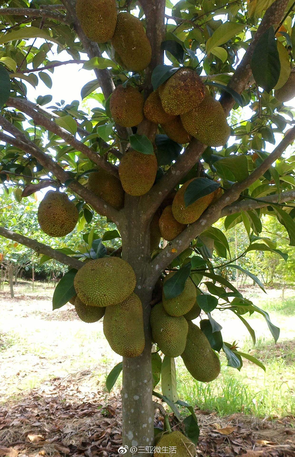 围观科普贴榴莲蜜真实存在