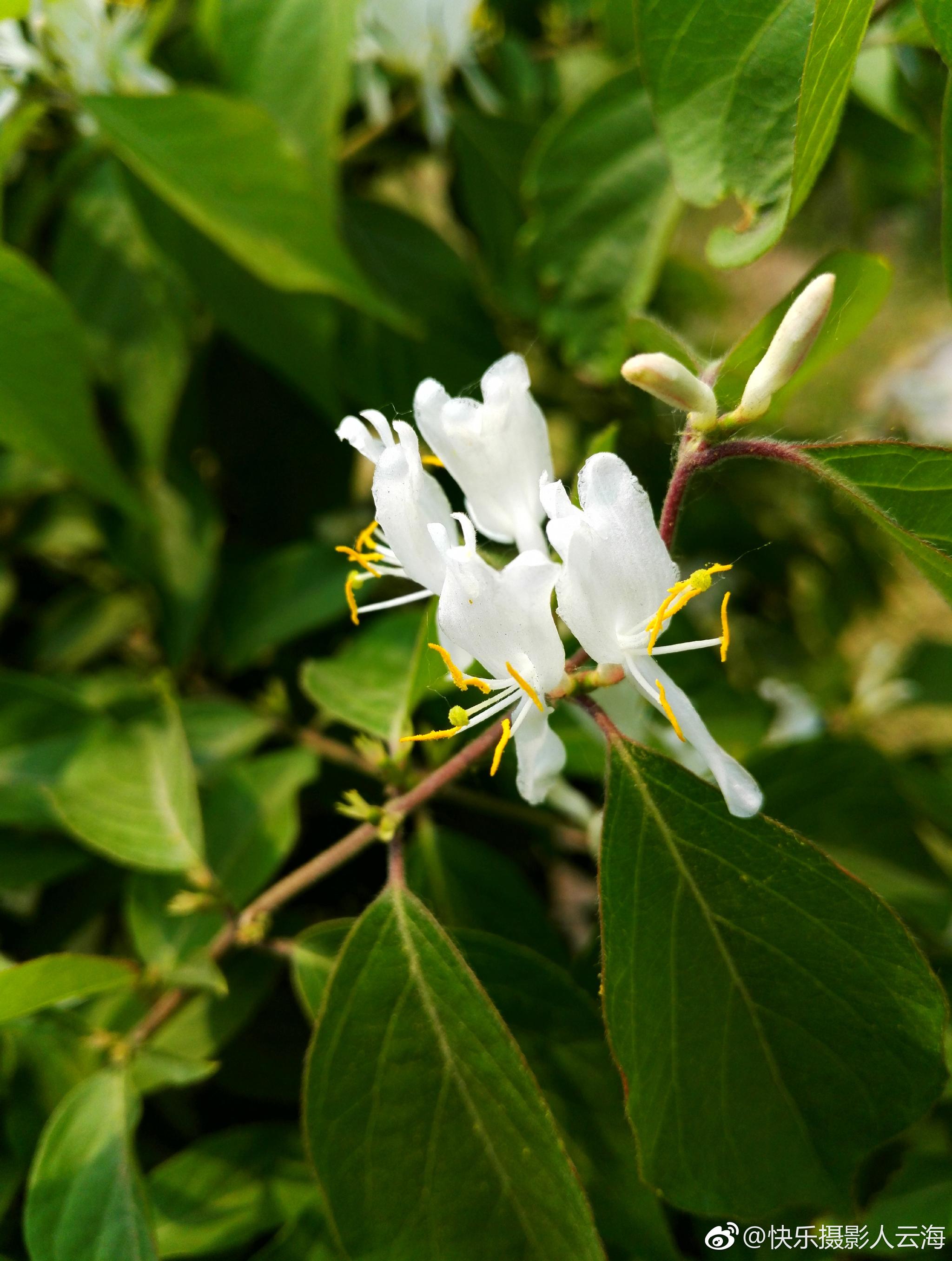 植物花卉一组小花