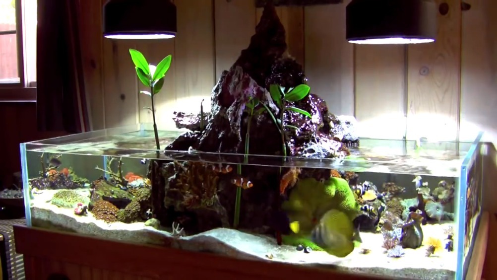 把“海水矮缸”做成“淡水溪流缸”的效果,别有一番情调