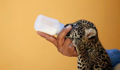 5张人类给猫科动物宝宝喂奶的照片,每一张都能萌化你!