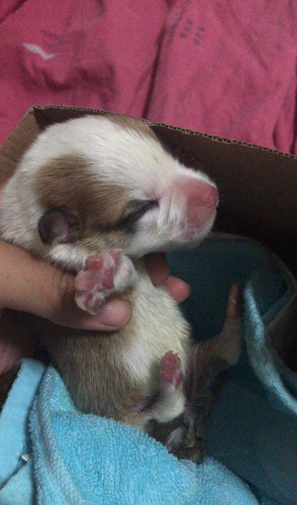 路上捡到只刚出生的小奶狗,女孩心疼的抱怀里,男友:待遇比我好