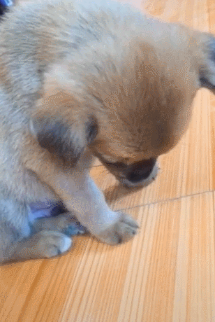 小狗打瞌睡不趴下闭眼摇摇欲坠的模样萌翻了