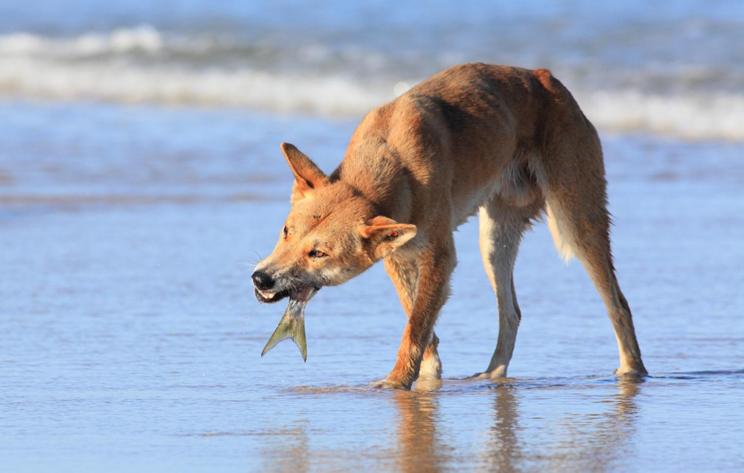 镜头下: 澳洲大陆上最猖狂的顶级猎食者|袋鼠|野狗|澳洲野狗_新浪新闻