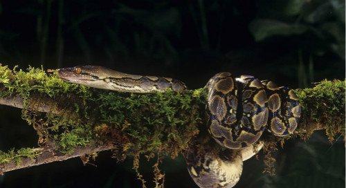 最大的蛇桂花图片图片