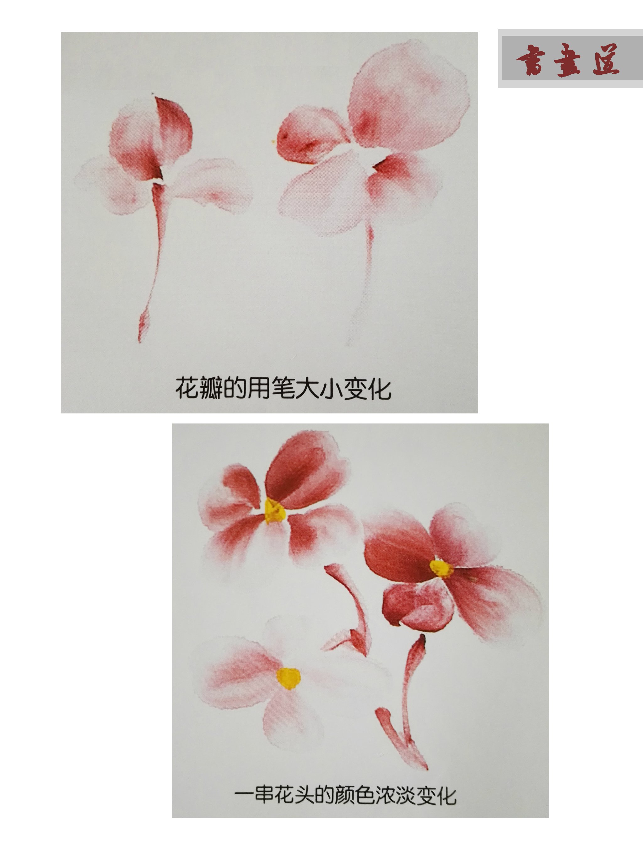 国画入门秋海棠的画法