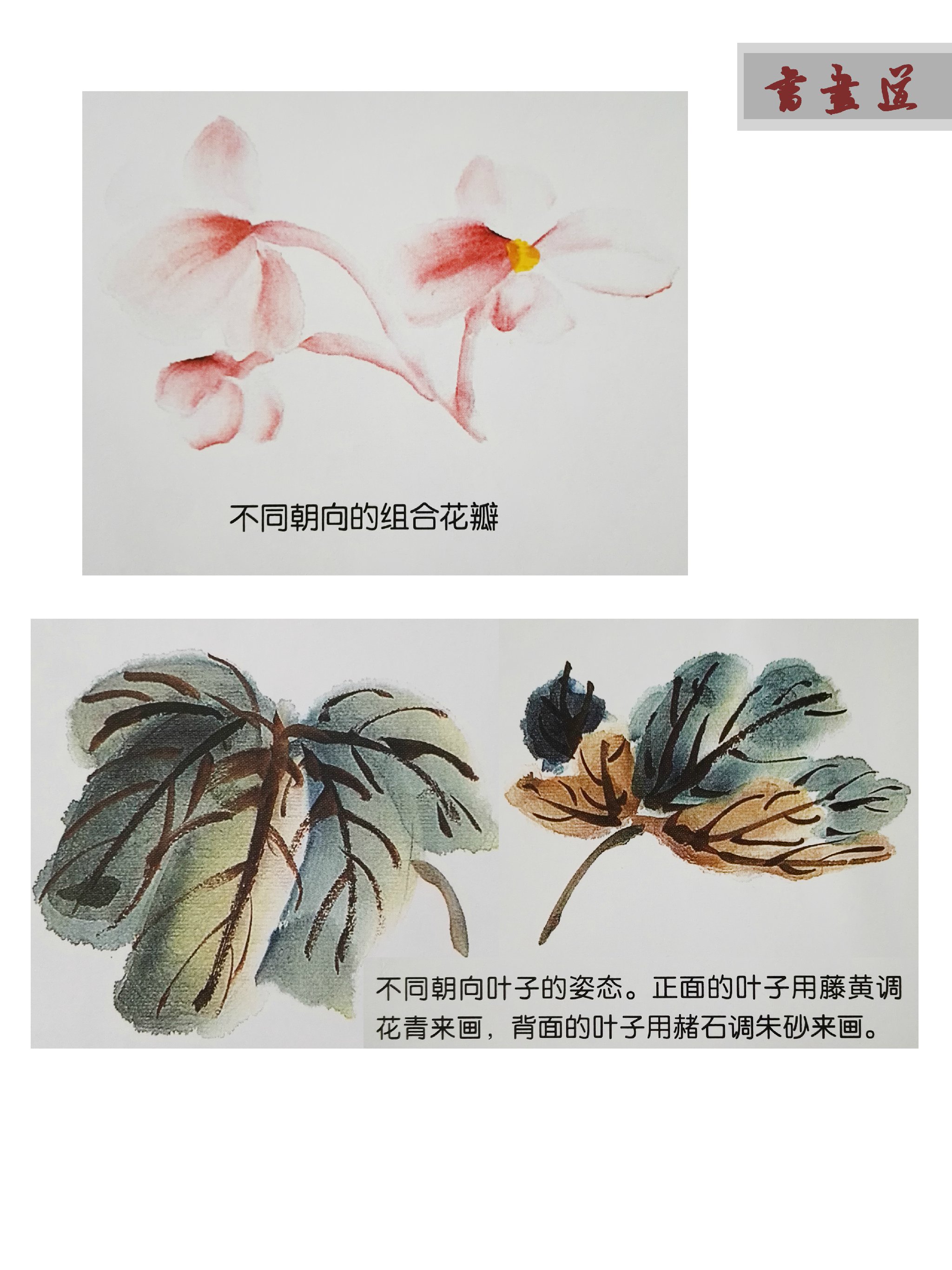 国画秋海棠的画法步骤图片