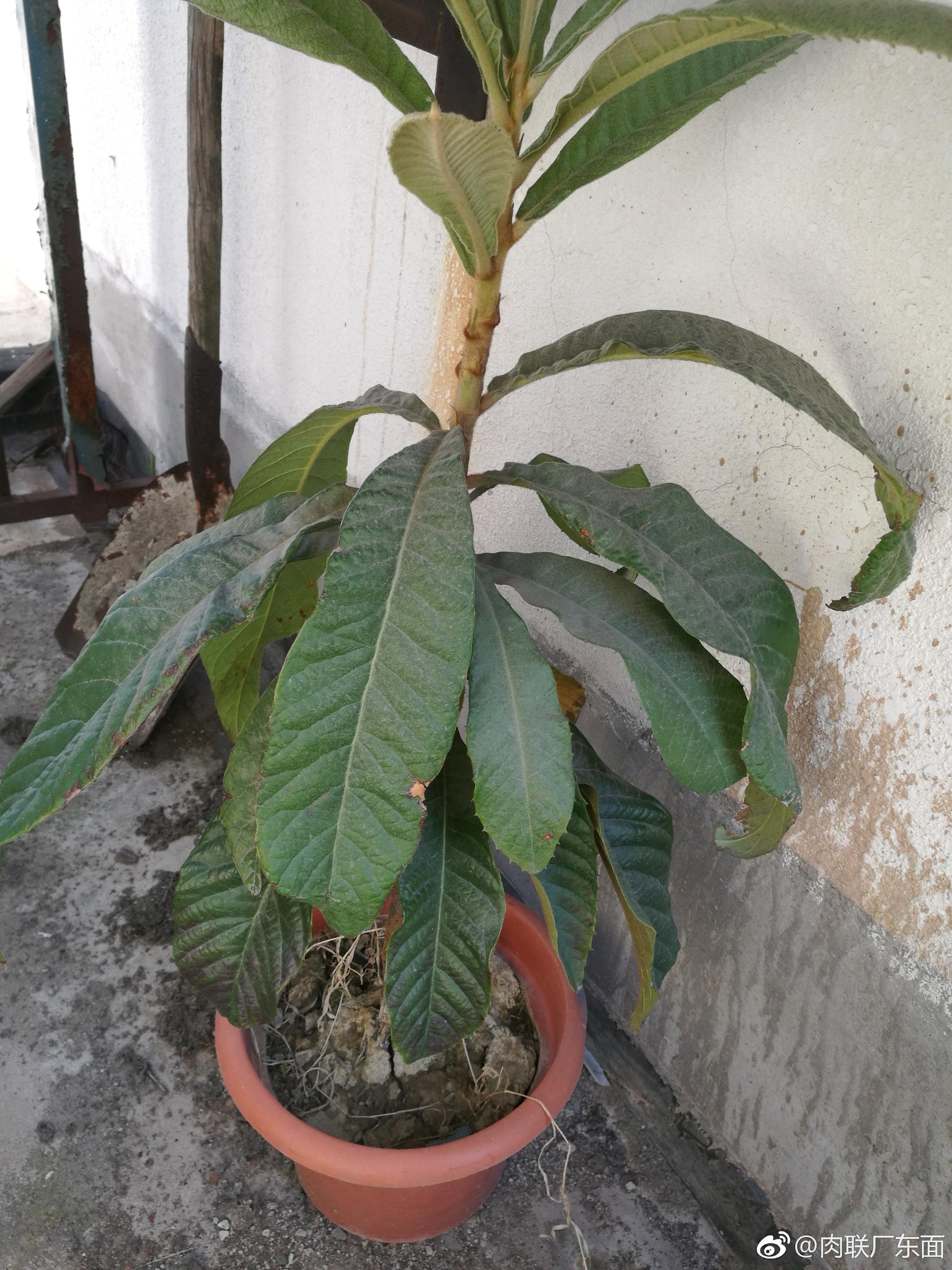 顽强的枇杷干旱寒冷似乎任何恶劣环境都奈何它