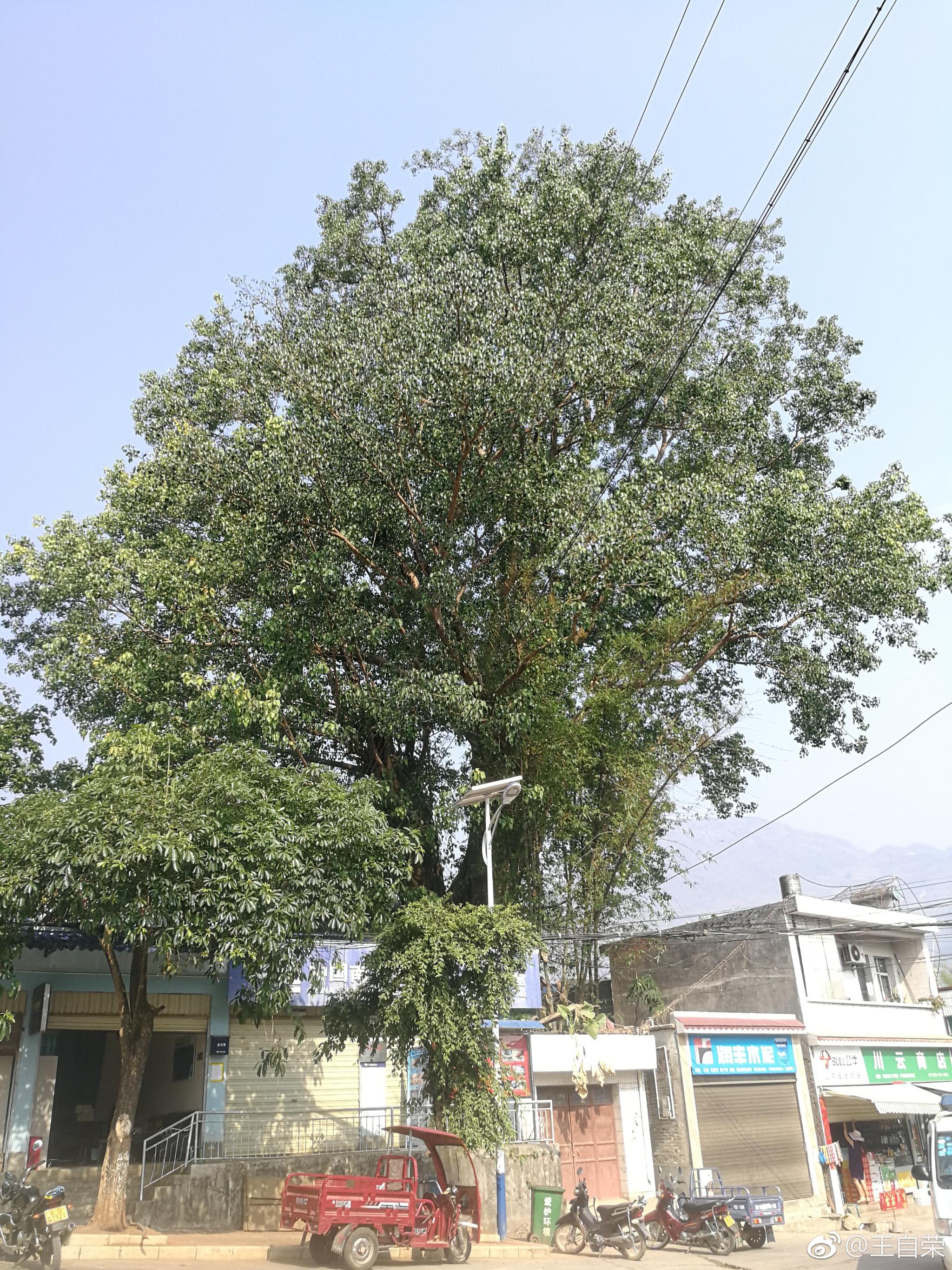 耿马勐简乡,静候泼水节巡游.