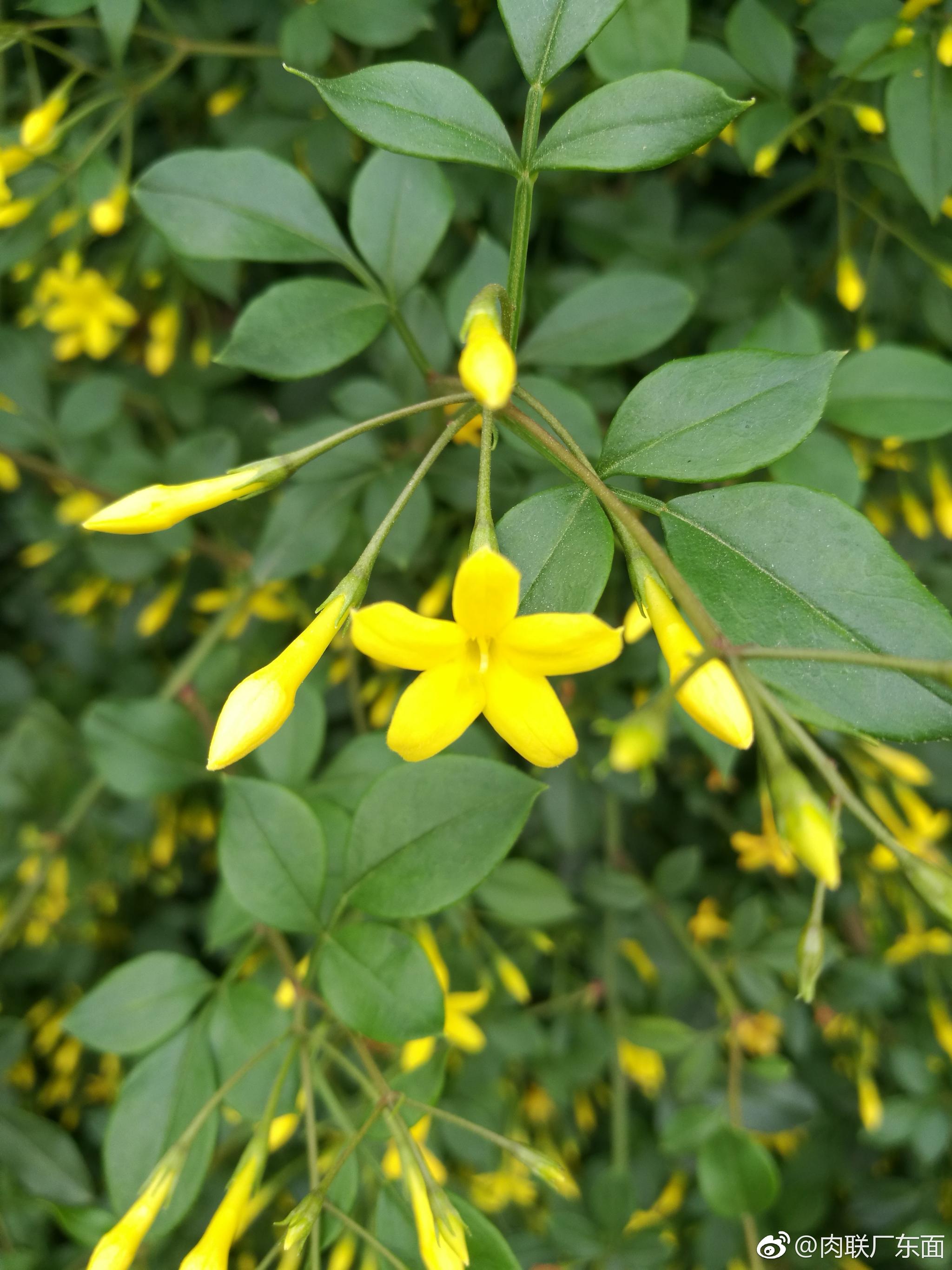 河边小花探春迎夏