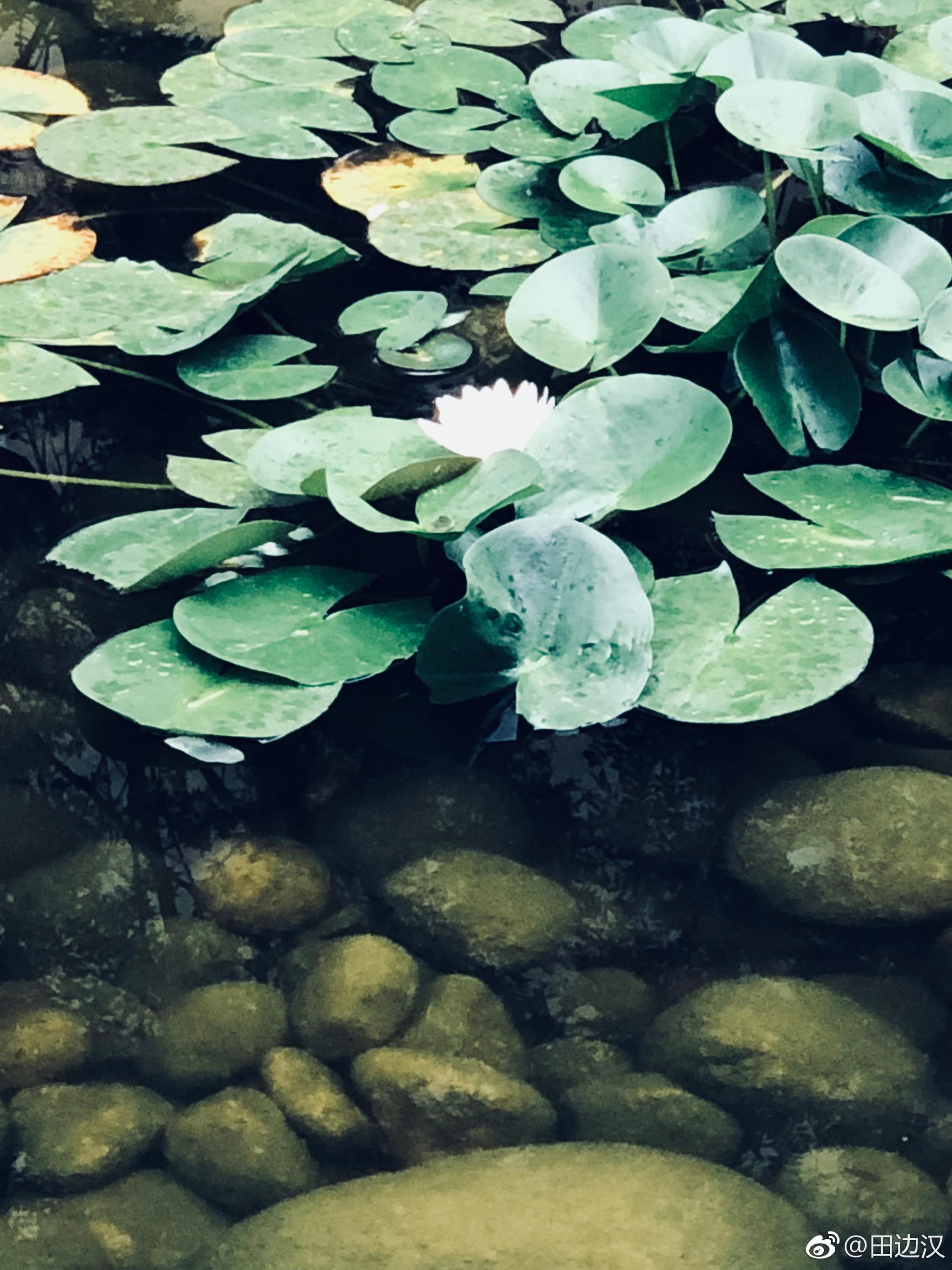 荷花清幽 ,独立春寒红尘中 ,你的无上清凉