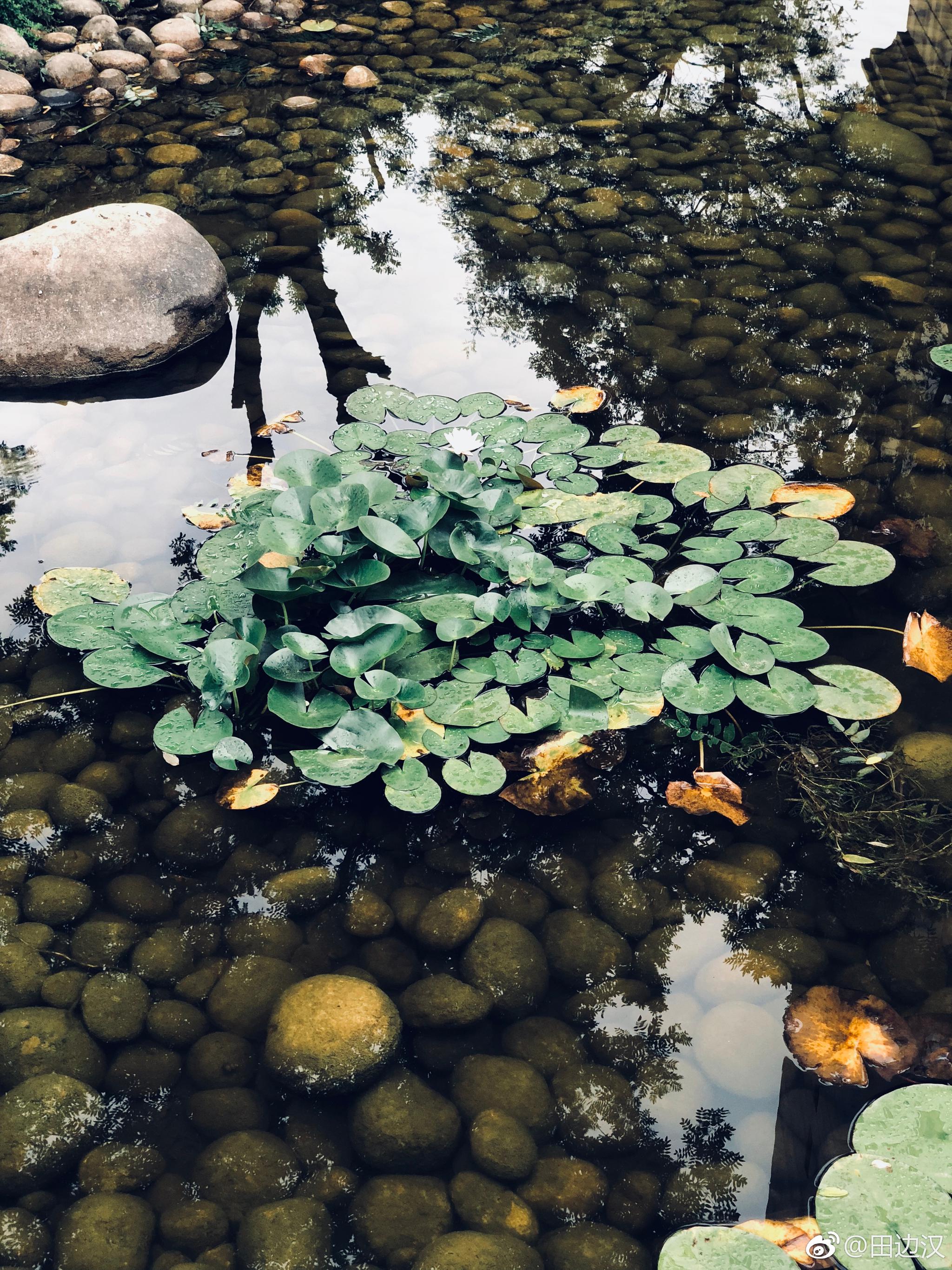 荷花清幽 ,独立春寒红尘中 ,你的无上清凉