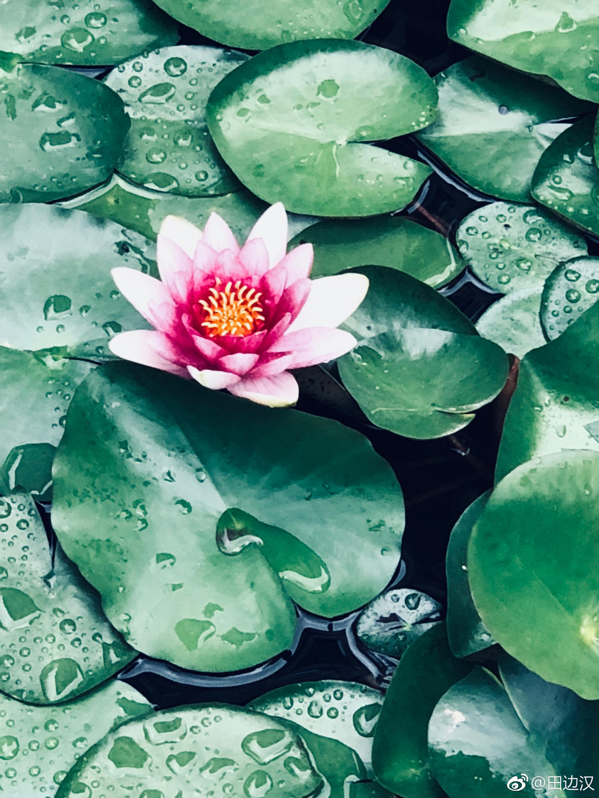 荷花清幽 ,独立春寒红尘中 ,你的无上清凉