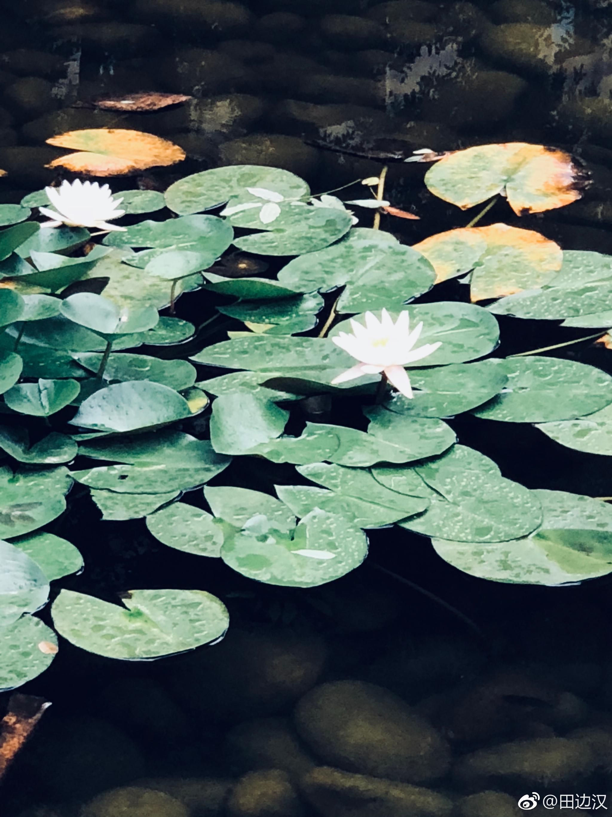 荷花清幽 ,独立春寒红尘中 ,你的无上清凉