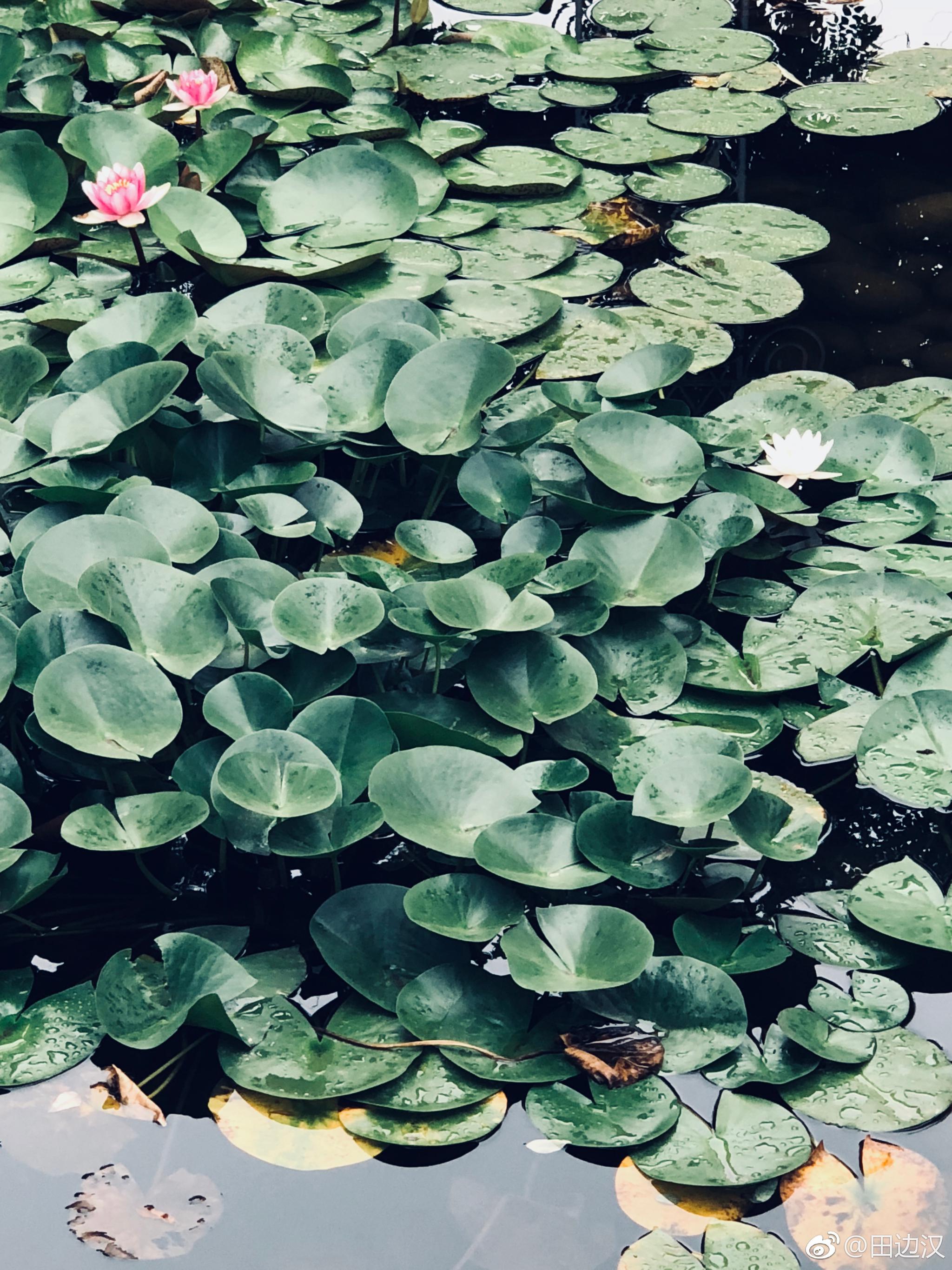 荷花清幽 ,独立春寒红尘中 ,你的无上清凉