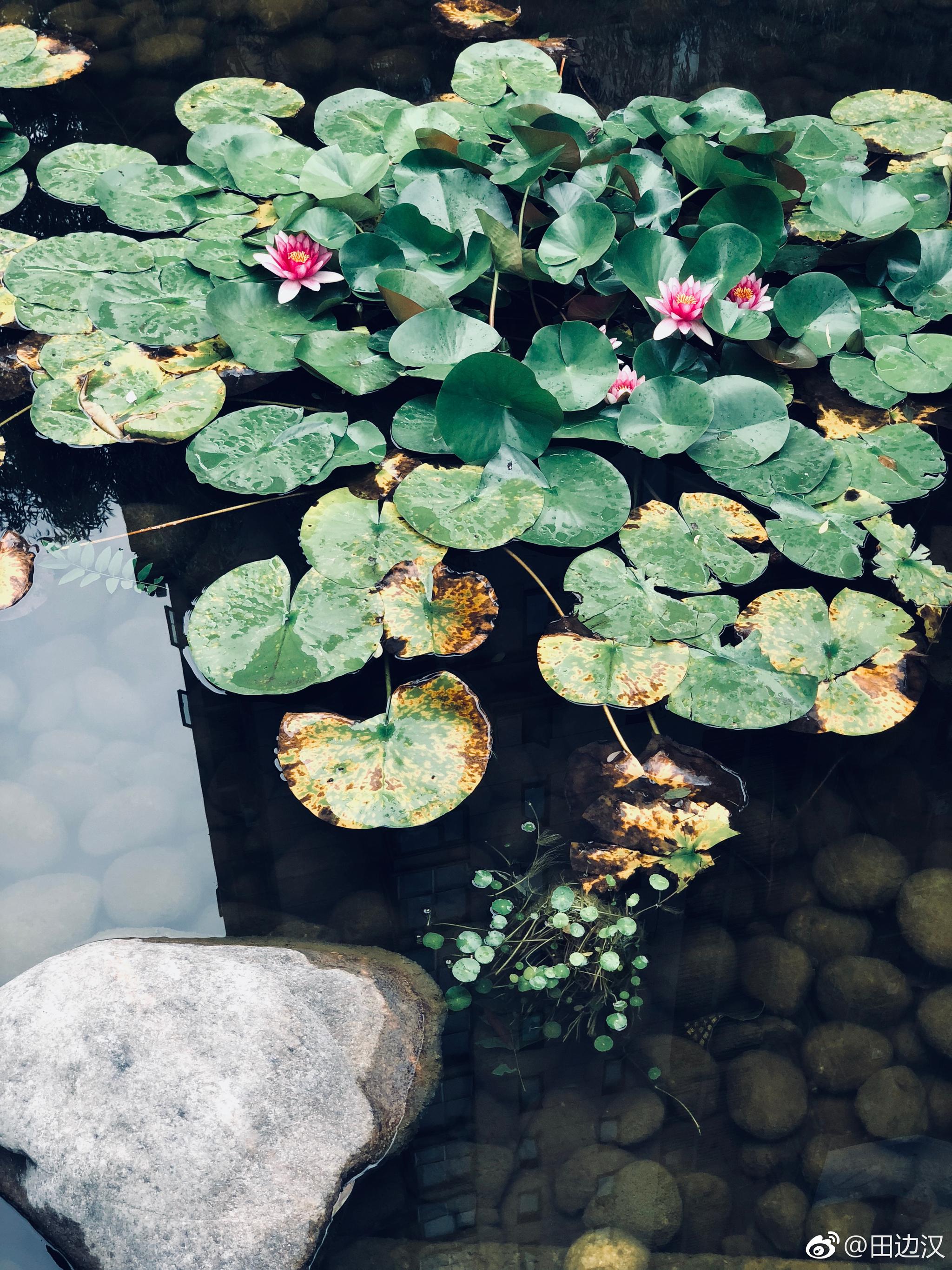 荷花清幽 ,独立春寒红尘中 ,你的无上清凉