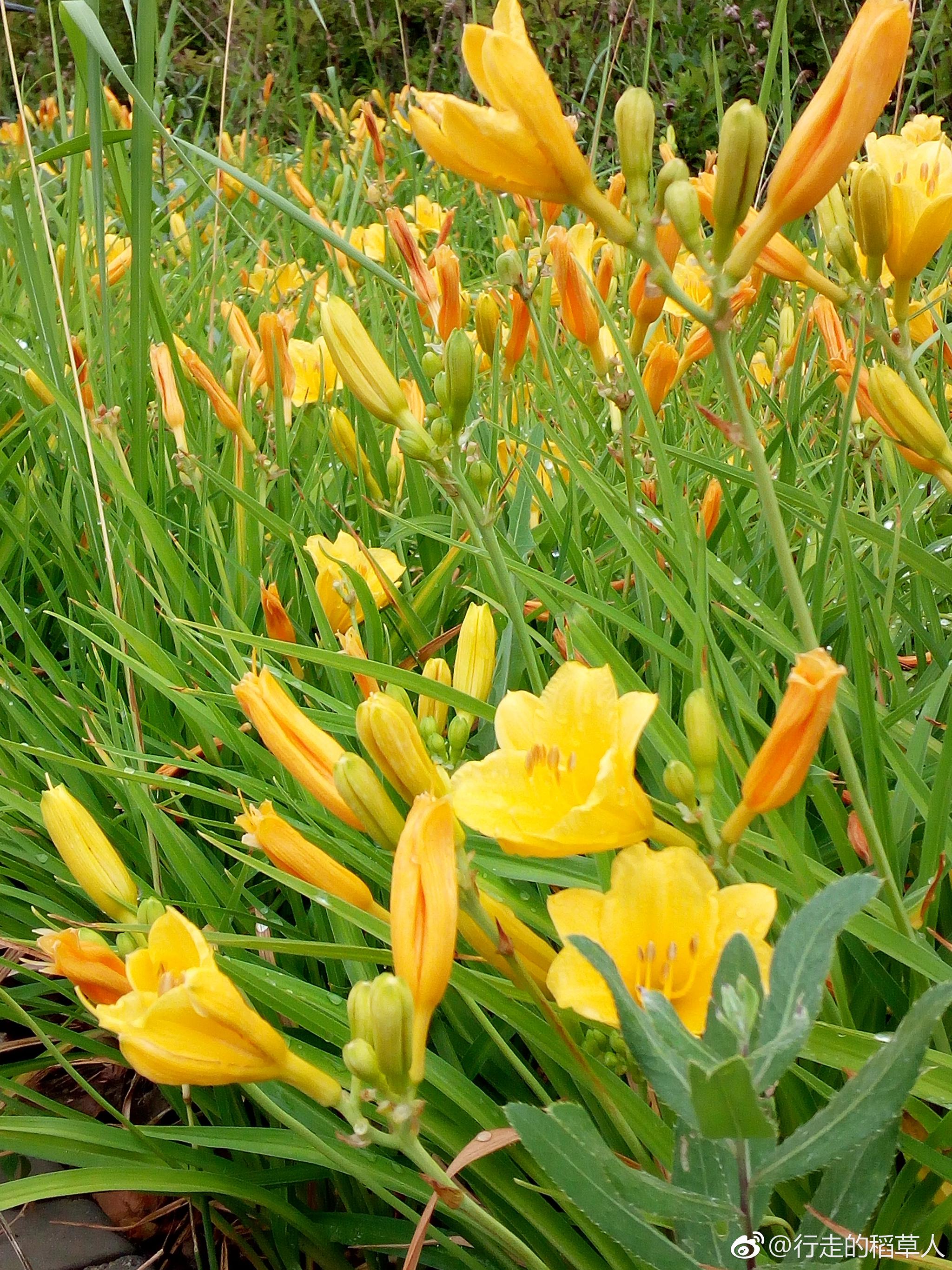 金娃娃萱草忘记一切烦心事