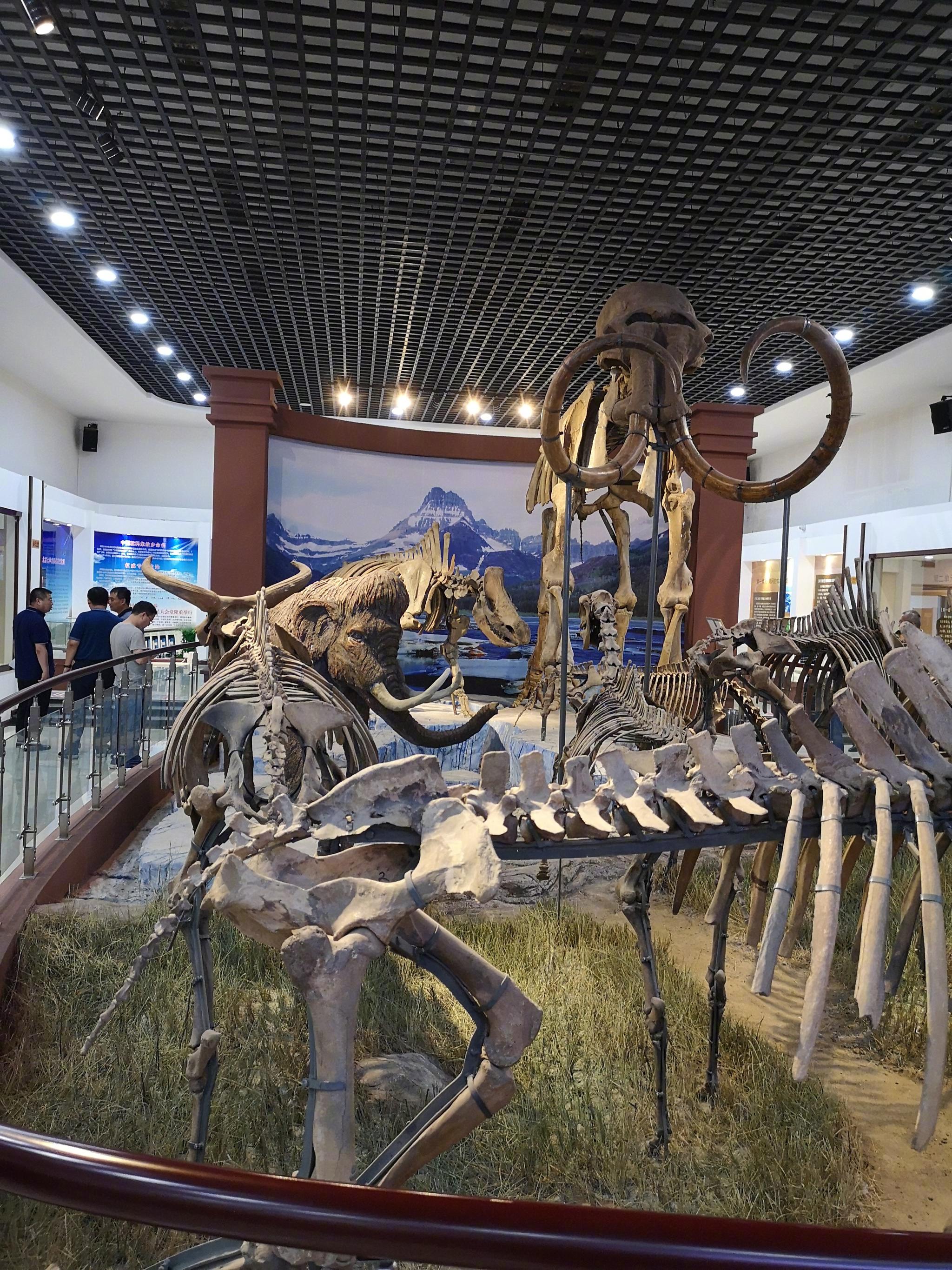 青冈县历史悠久，第四纪古生物化石储量丰富、种类齐全