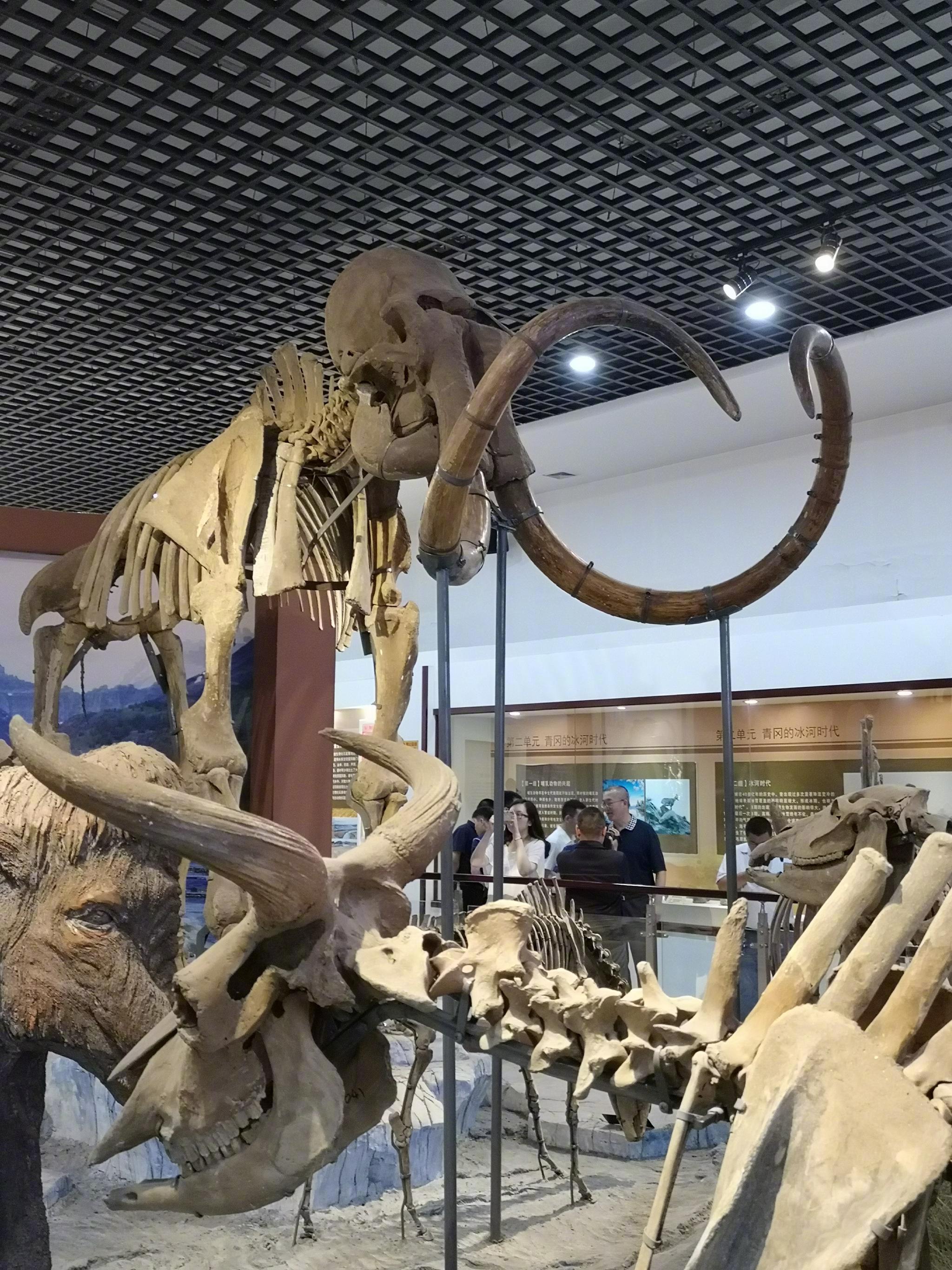 青冈县历史悠久，第四纪古生物化石储量丰富、种类齐全|化石|猛犸象|青冈县|种类|门齿_新浪新闻