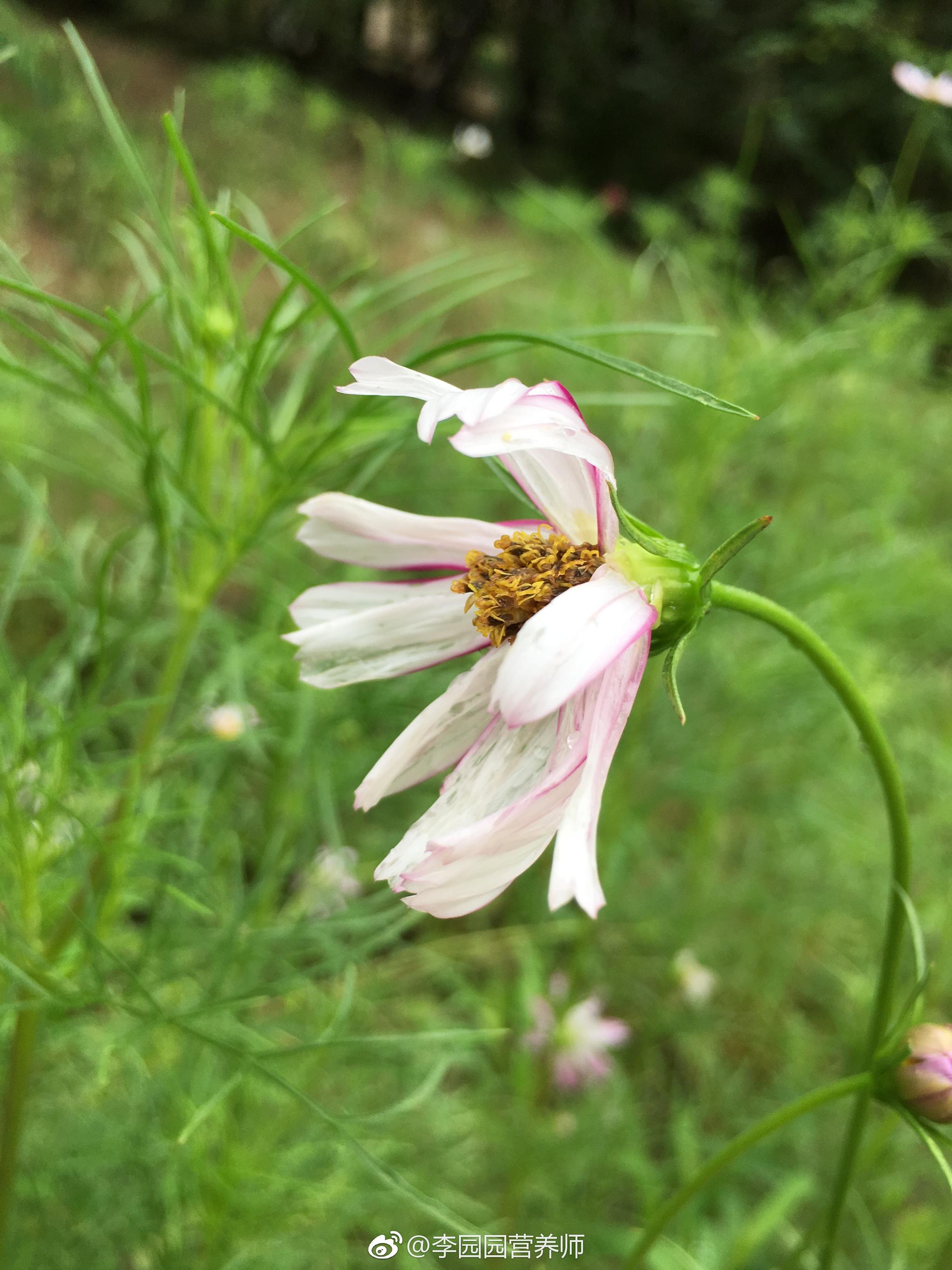 清新雨后,拈花惹草～|雨后_新浪新闻