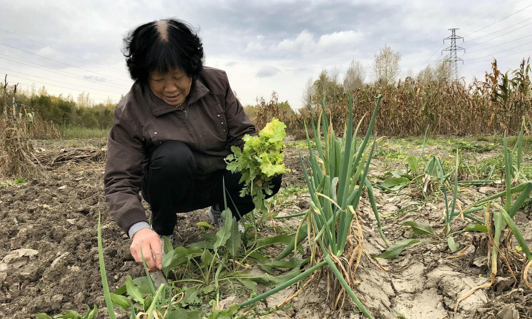 黑龙江87岁老人退休之后很忙碌!每天往返5公里开荒种地|大豆|开荒|老人_新浪新闻