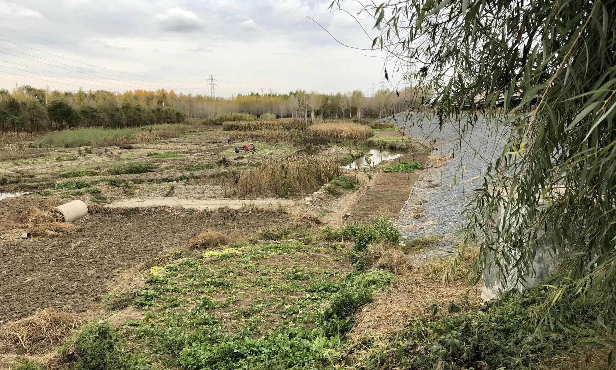 黑龙江87岁老人退休之后很忙碌!每天往返5公里开荒种地|大豆|开荒|老人_新浪新闻