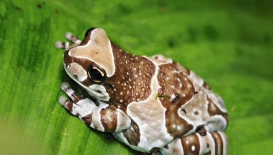 牛奶蛙: 地球上最奇特的青蛙, 身穿棕白迷彩服, 会分泌毒液体