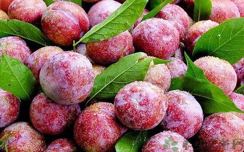 这果子市面上卖价20一斤,具有护肝,美容,清热利尿等功效