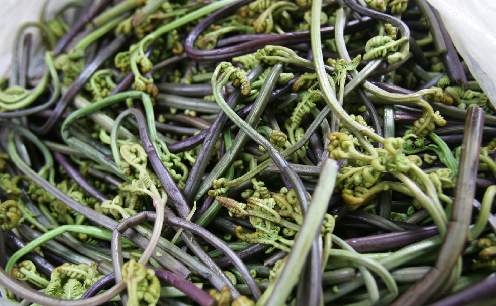 辟谣,说以下野菜有毒的专家该下课,农村吃几千年没问题|辟谣|刺老芽