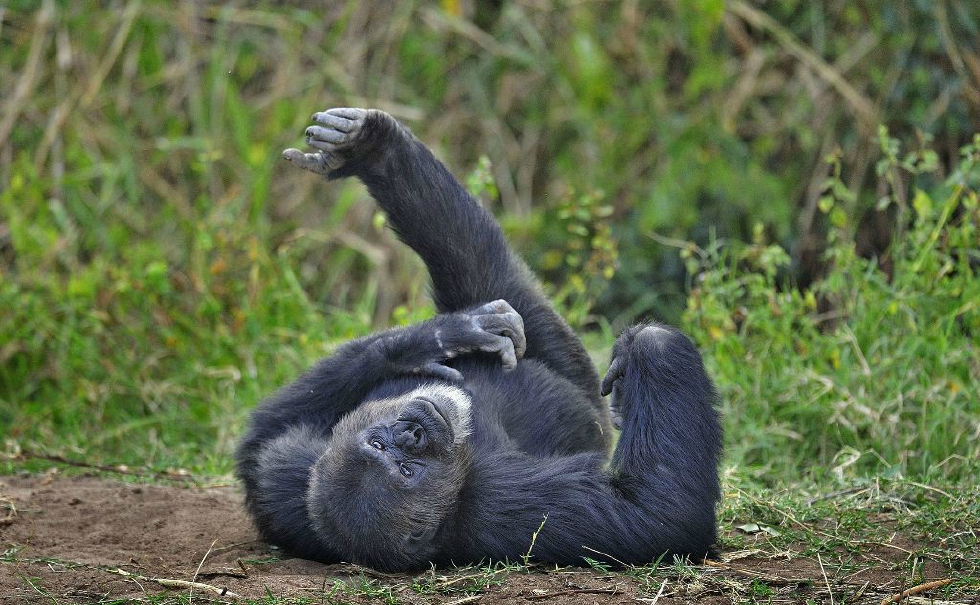 动物趣闻,喜欢做早操的黑猩猩,每天坚持锻炼的好习惯令人赞叹