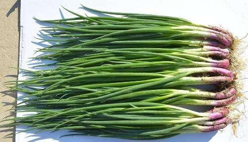 蒜你狠|农产品|葱价_新浪新闻