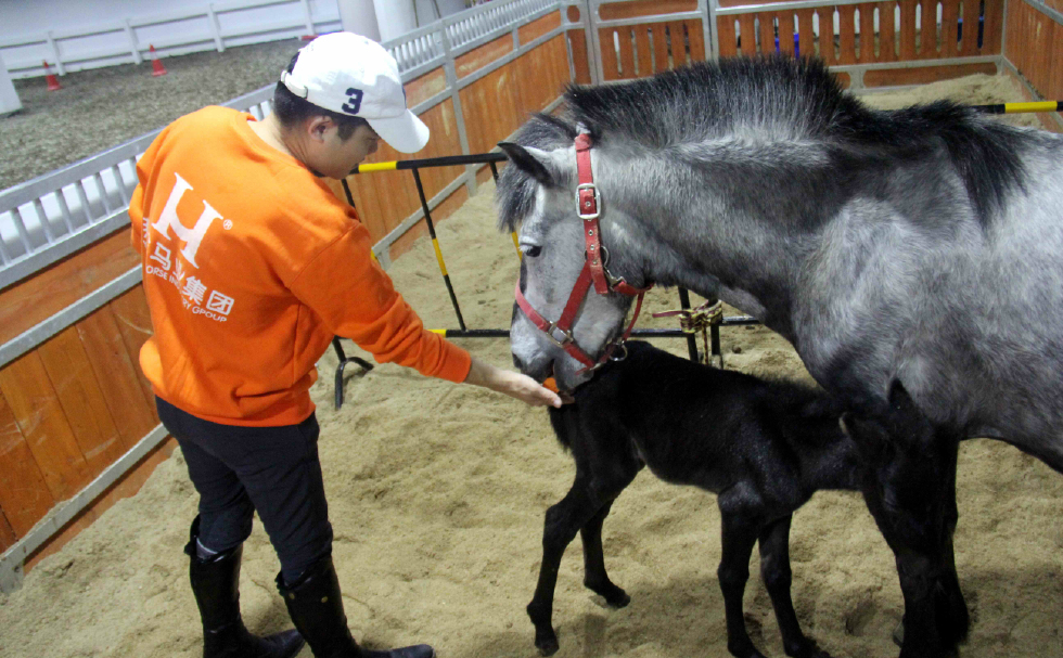 安徽芜湖诞生一只可爱的公主小马驹,她的妈妈来自澳大利亚