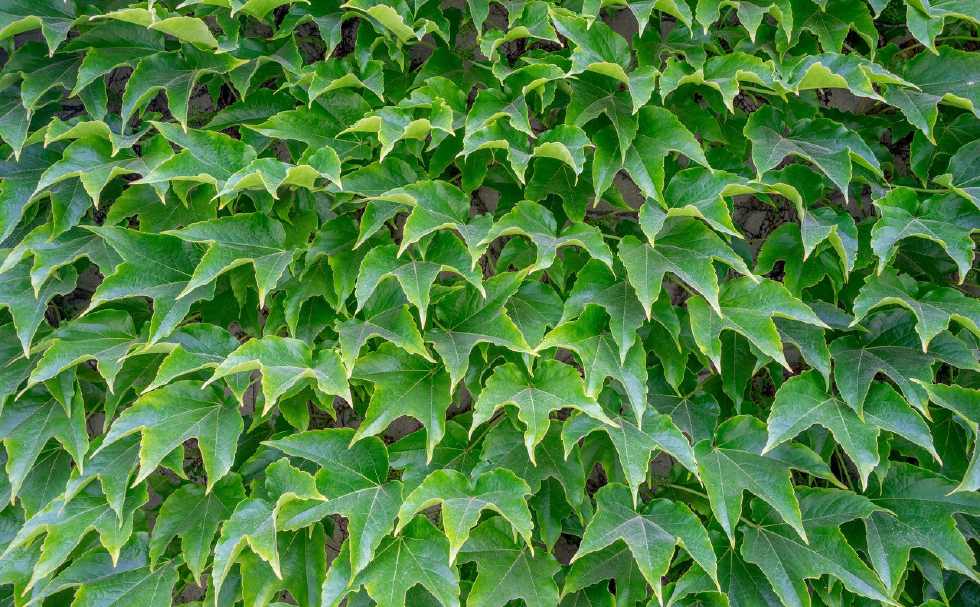 农村常见的爬山虎,功效作用这么多,你们知道吗