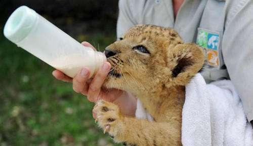 5张人类给猫科动物宝宝喂奶的照片,每一张都能萌化你!|白虎|小狮子|奶