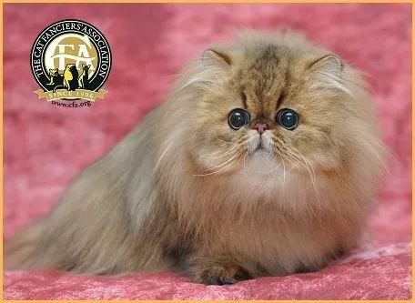 还以为金吉拉是一种品种猫没想到连百度百科都错了