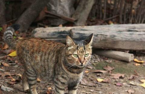 农村的土猫和土狗,谁的野外生存能力更强一些|土狗|土猫|农村_新浪新闻