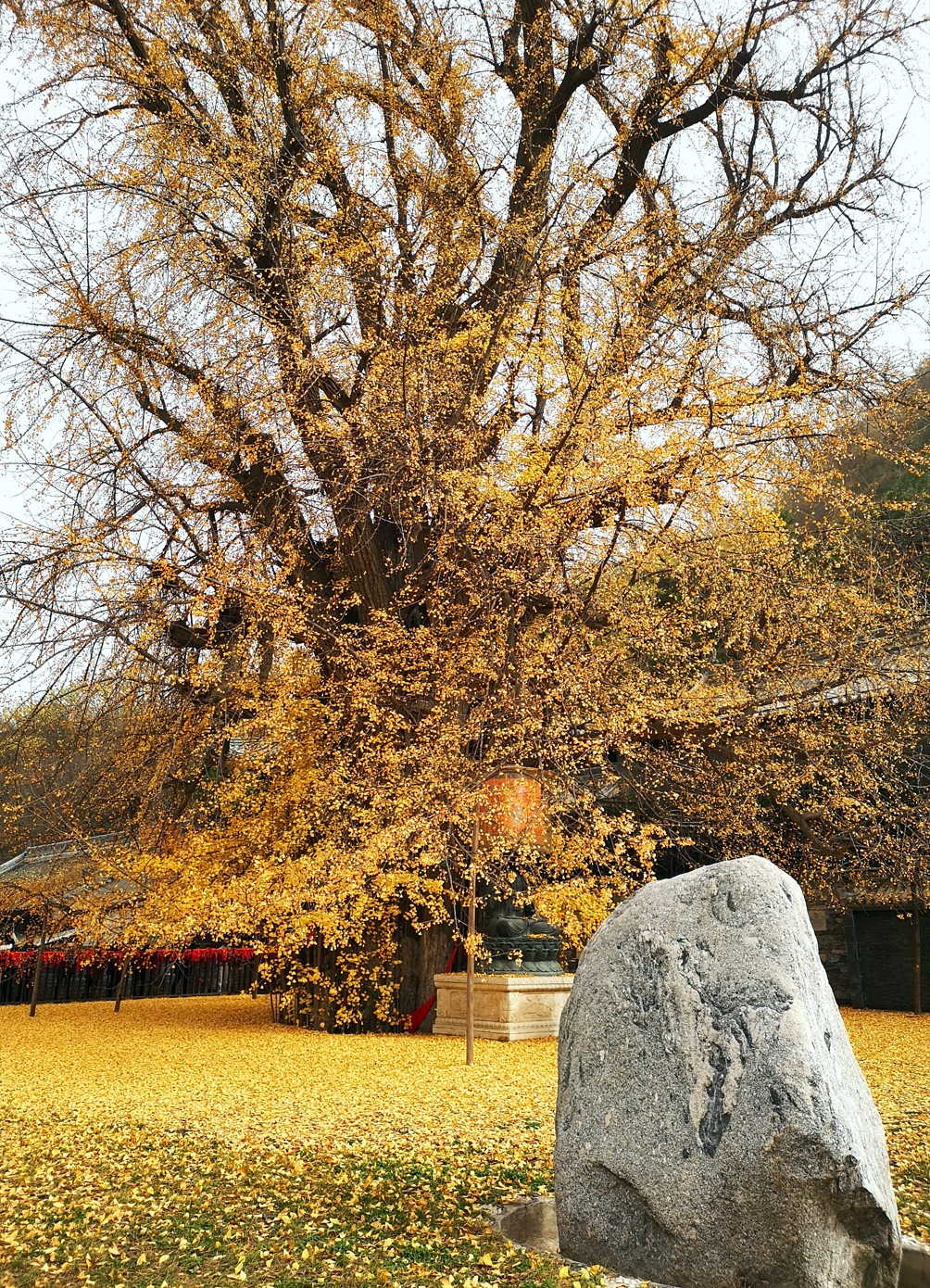 西安古观音禅寺千年"网红"银杏树