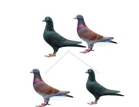 最全信鸽种鸽羽色配对如何繁育异色鸽子漂亮羽色的鸽子