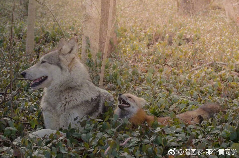 狐朋狼友~|狼友_新浪新闻