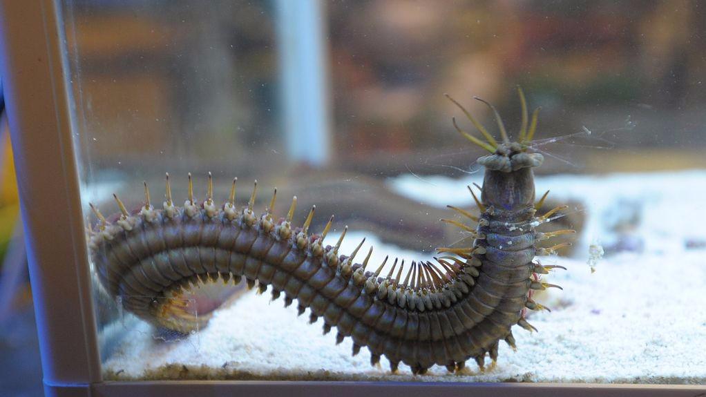 海底恐怖的死亡之虫,似放大100倍的蜈蚣,能瞬间将鱼撕成两半!