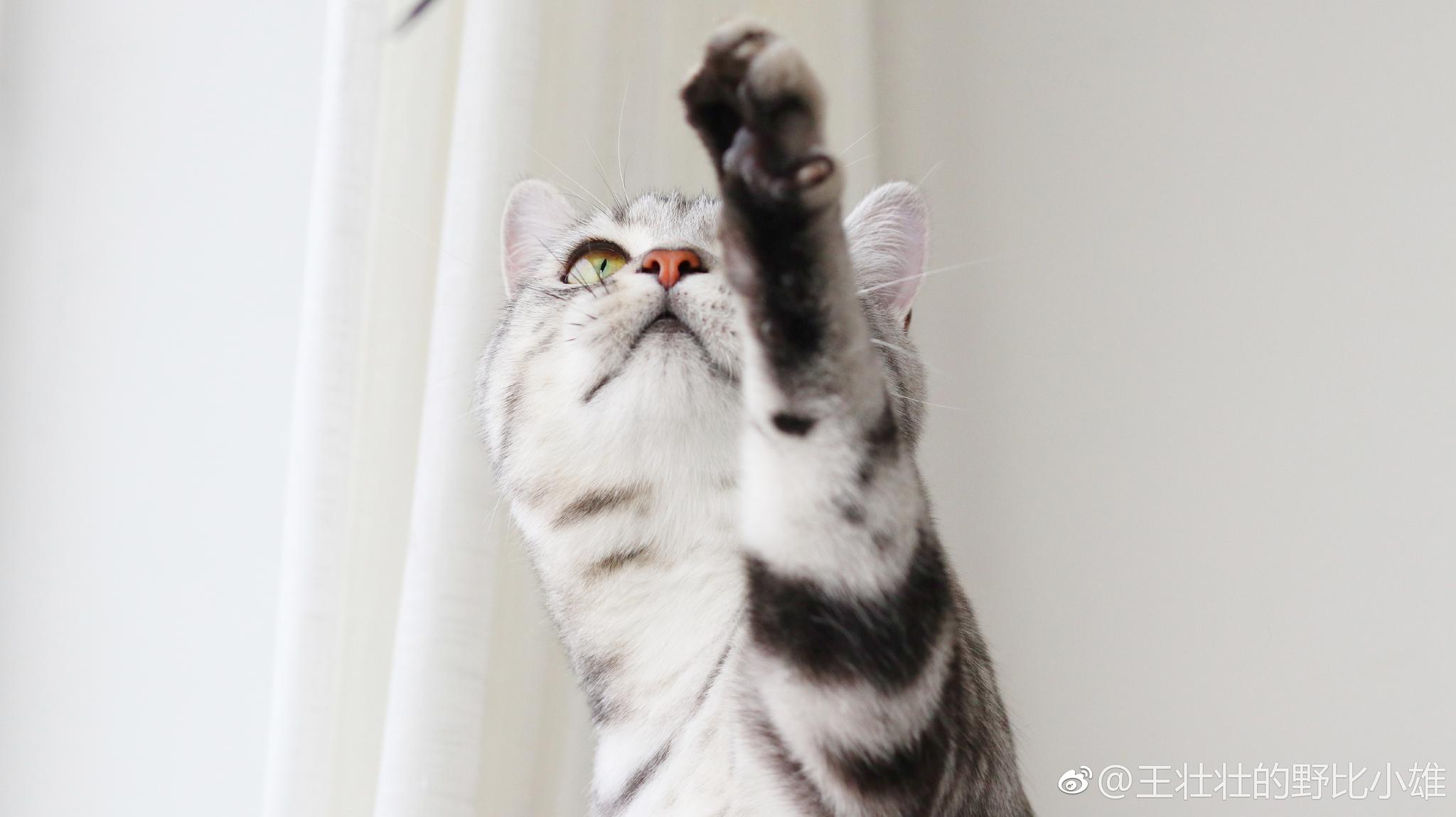 小雄总啊,咱天天摩拳擦掌的～ 这一jio下去又要干啥呀