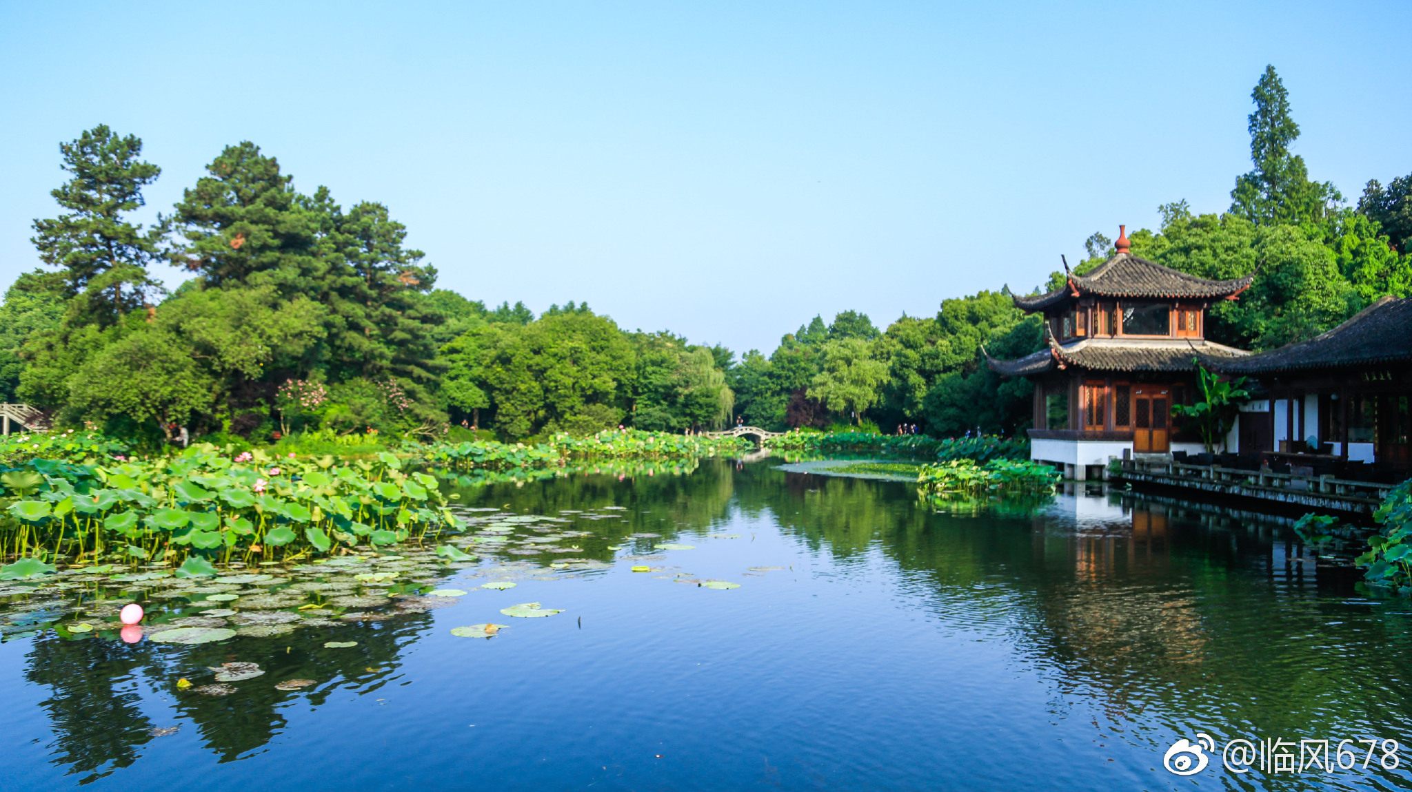 摄影 清晨的曲院风荷,又见荷花开.