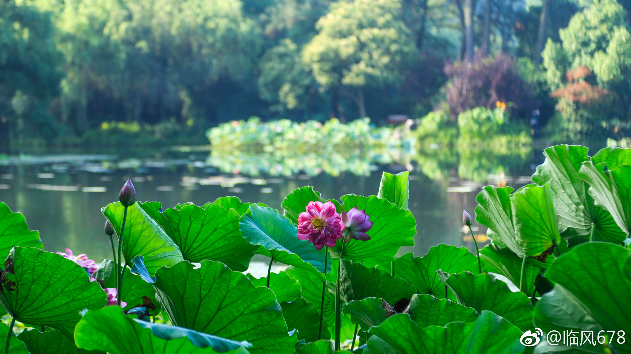 摄影 清晨的曲院风荷,又见荷花开.