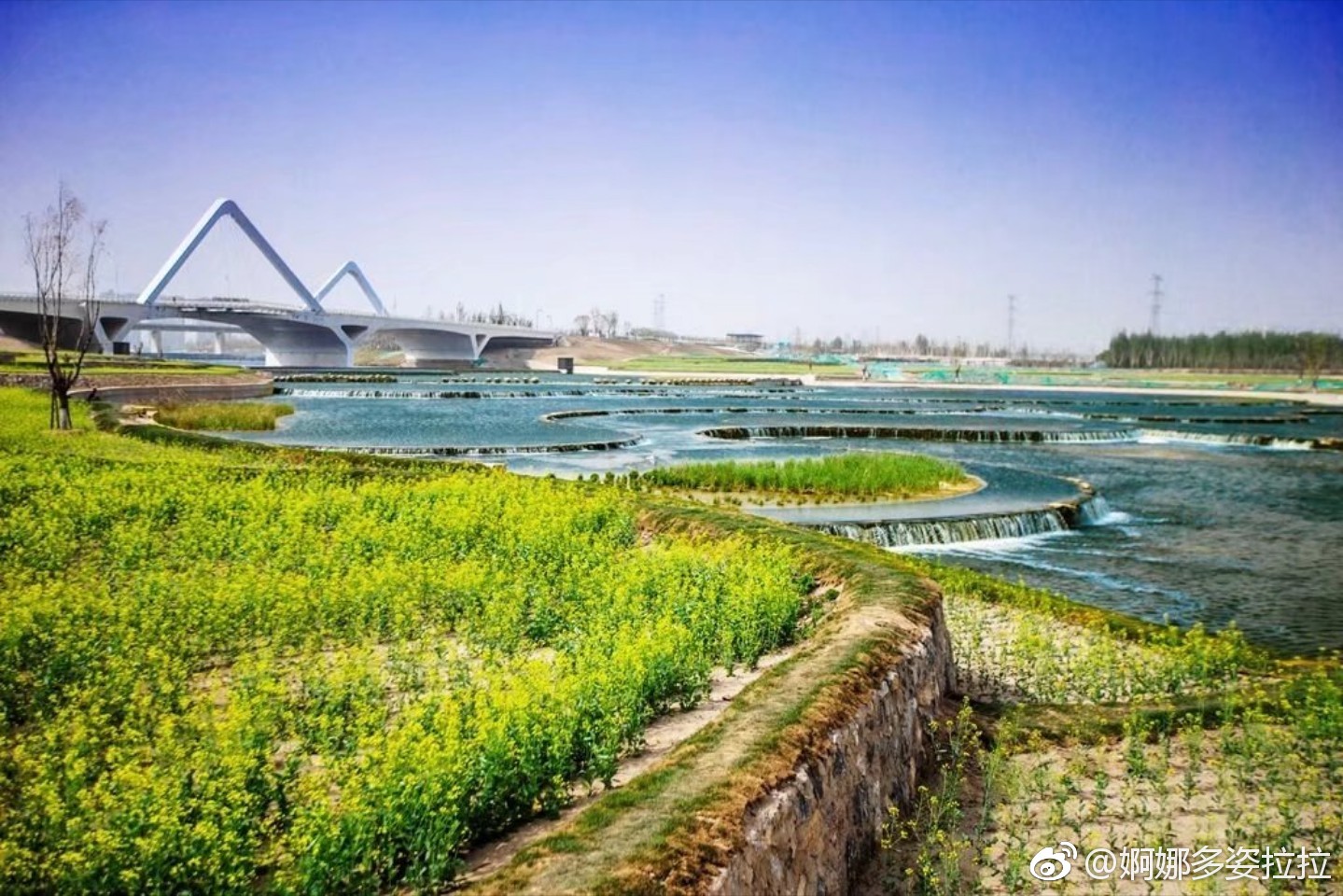 赏花赏水赏西咸,如诗如画能源金贸区|能源|金贸|沣河_新浪新闻