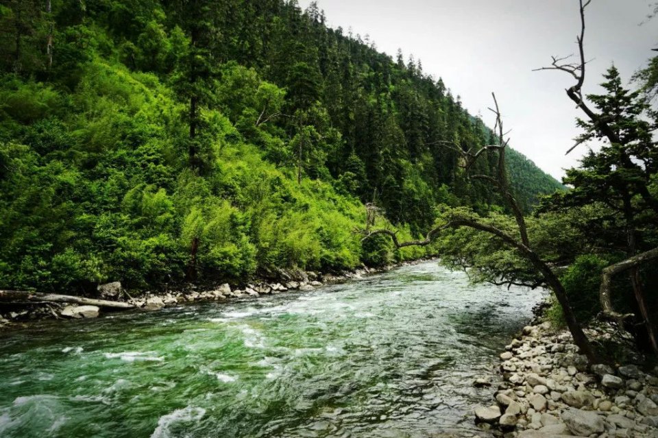 一定要去走一次!|尼洋河|拉林|布达拉宫_新浪新闻