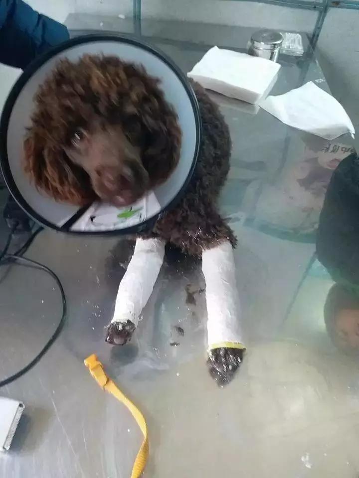 还记得从屋顶跳下摔断腿的二哈么三条腿都打上石膏