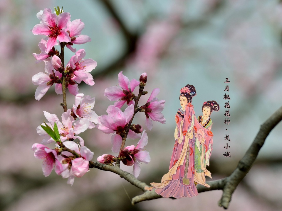 古人赏花最妙处:视之为美女,花开好色,花谢看姿|花神|古人|花姿_新浪