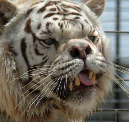 老虎界的华文华武, 奇丑无比 真是给百兽之王丢脸了, 不忍直视啊