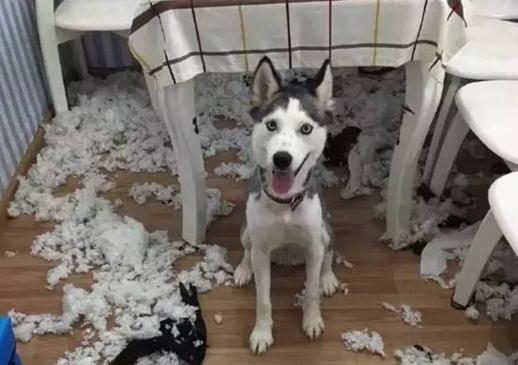 哈士奇拆家数量之大,让我虎躯一震,二哈:破坏之王就是我